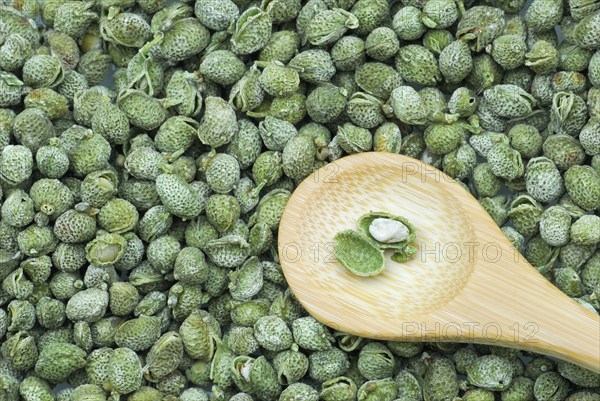 Sichuan pepper (Zanthoxylum nitidum) peppercorns and wooden spoon, ryomenshin, peppercorns
