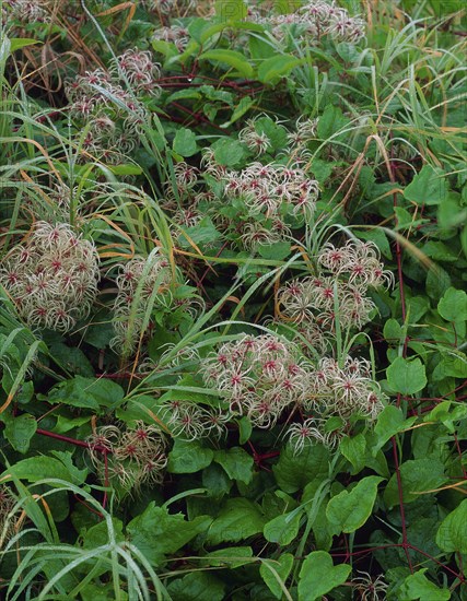 Fruitful common clematis (Clematis vitalba) (Klematis)