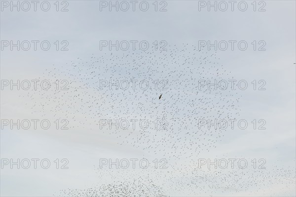 Common (Sturnus vulgaris) starlings fly together, in perfect symbiosis to protect themselves from
