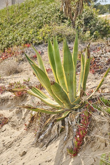 Century plant (Agave americana variegata) growing on a beach near Tarragona, Catalonia, Spain,