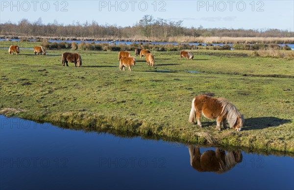 Horse, Horses (Equus), Ponies, Shetland Pony reflected in water, Earnewald, Eernewoude, Friesland,