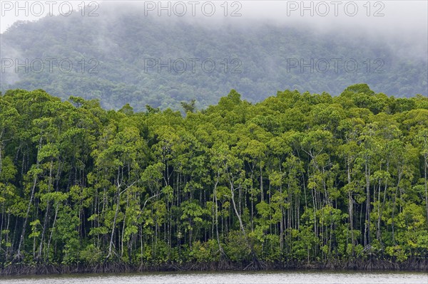 Mangrove forest, rainforest, tropical, tropical forest, tropical, Daintree river, Cape tribulation,