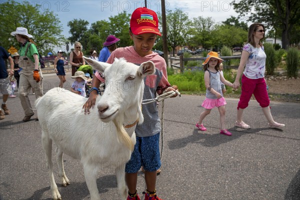 Wheat Ridge, Colorado, Accompanied by admiring children and adults, goats from 5 Fridges Farm