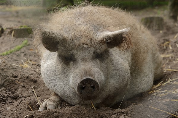 Woolly pig (Sus scrofa domesticus), Lower Saxony, Germany, Europe