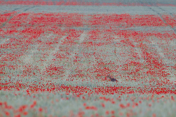 Roe deer (Capreolus capreolus) adult female doe in a farmland wheat field with flowering poppy
