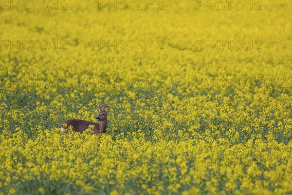 Roe deer (Capreolus capreolus) adult male buck in a summer farmland flowering rapeseed crop,