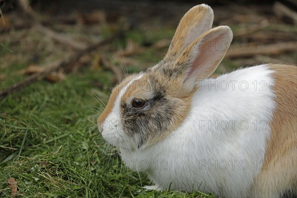 Dutch rabbit, Kiel, Schleswig-Holstein, Germany, Europe