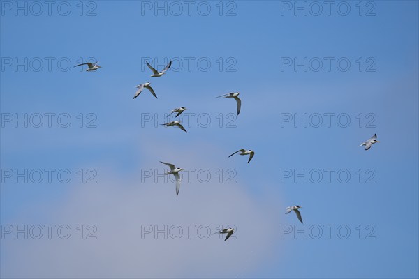 Little terns (Sternula albifrons) flying in the sky, Camargue, France, Europe