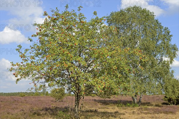 Heath landscape, typical vegetation, european rowan (Sorbus aucuparia) with red fruits, birch