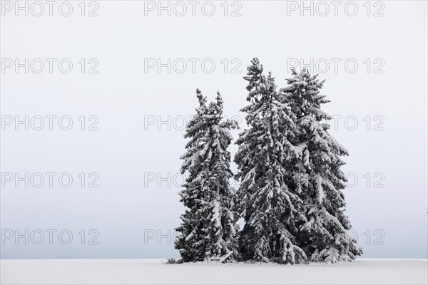 Spruce (Picea), Pine (Pinaceae), snow, winter, Leibertingen, Upper Danube Nature Park,