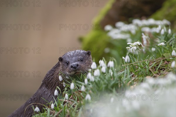 European otter (Lutra lutra) adult animal on a river bank with flowering Snowdops, Norfolk,