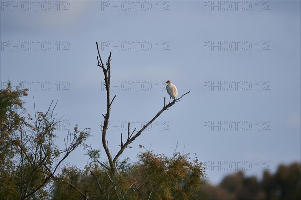 Cattle egret (Bubulcus ibis) standing on a dead tree, Camargue, France, Europe