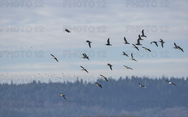 Eurasian Curlew (Numenius arquata) birds in flight over Marshes at winter time