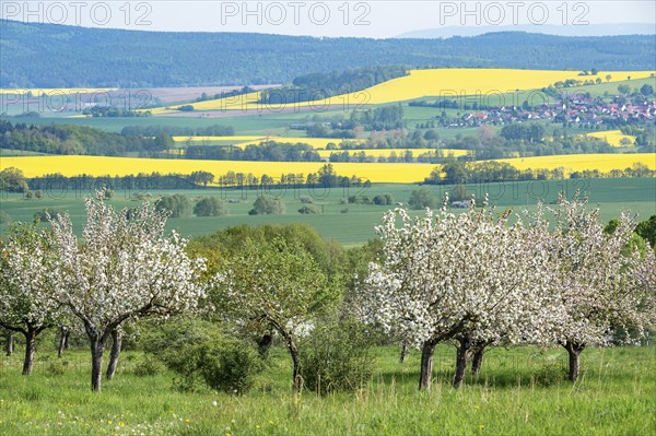 Orchard meadow, apple trees (Malus domestica), cultivated apple, flowering, UNESCO Biosphere
