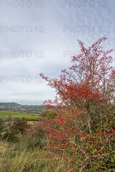 Red berries, hawthorn (Crataegus), Truleigh Hill, Shoreham by Sea, South Downs, West Sussex,