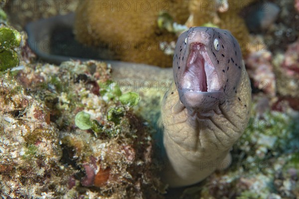 Close-up of small moray eel species geometric moray (Gymnothorax griseus) White moray eel looks
