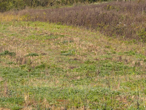 Habitat Fallow land with faded flowering area as cover. Typical habitat for the gray partridge
