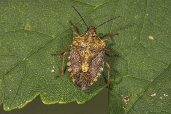 Purple fruit bug (Carpocoris purpureipennis) on a leaf, Baden-Württemberg, Germany, Europe