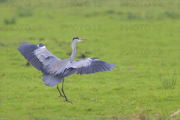Grey heron (Ardea cinerea) landing in a meadow, Ochsen Moor, Dümmer nature park Park, Lower Saxony,