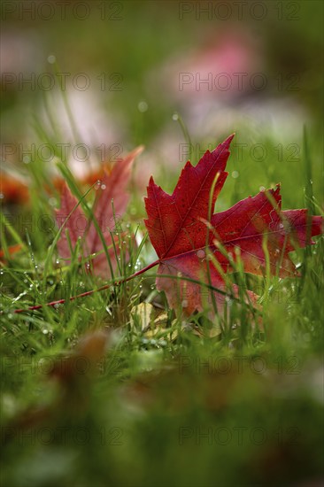 Red maple leaf in the grass in autumn, Bad Wildbad, Black Forest, Germany, Europe