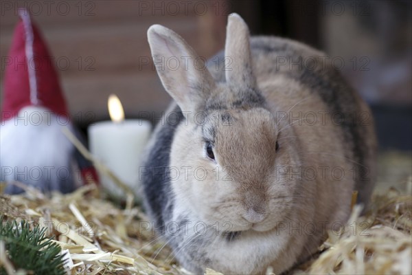 Christmas, Rabbit (Cuniculus), Bunny, Candle, Decoration, Christmassy, Straw, Stable, A rabbit sits