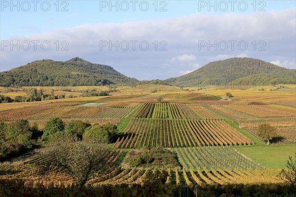 Vineyards in autumnal colours 2022 near Landau in der Pfalz, Southern Wine Route, Palatinate
