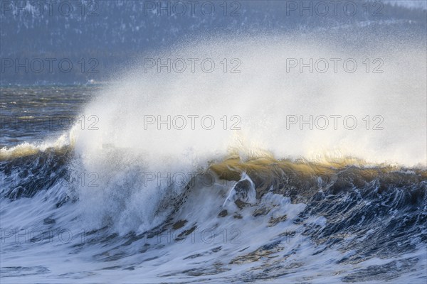 Large wave breaks during winter storm on Kachemak Bay beach, near Home on the Kenai Peninsula,