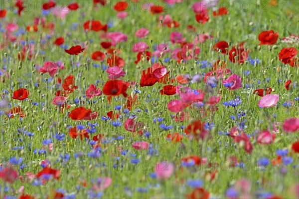 Flowering strip, flowering area with poppy flowers (Papaver rhoeas) and cornflowers (Centaurea