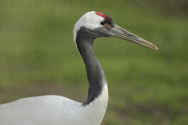 Red-crowned crane (Grus japonensis), portrait, head, cranes (Gruidae), crane, crane birds,