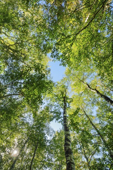 View upwards to the treetops in the birch forest, sun shining through the canopy, Canton Jura,