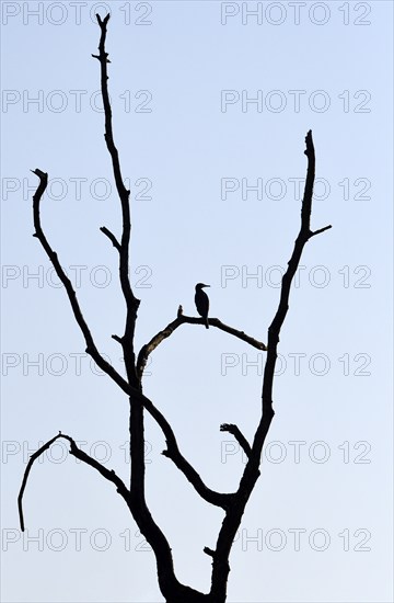 Great cormorant (Phalacrocorax carbo), resting in a dead tree, mining subsidence area, Bottrop,