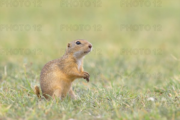 European ground squirrel (Spermophilus citellus) standing in a meadow, Ziggsee, Lake Neusiedl
