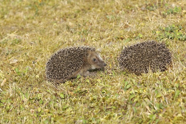 European hedgehog (erinaceus europaeus), two juveniles in a meadow, wildlife, Wilnsdorf, North