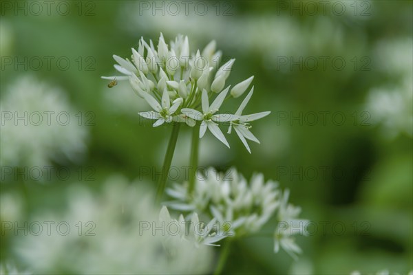 Ramsons (Allium ursinum), Southern Palatinate, Rhineland-Palatinate, Germany, Europe