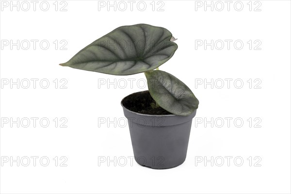 Small exotic 'Alocasia Nebula' houseplant with pale green leaves in flower pot on white background