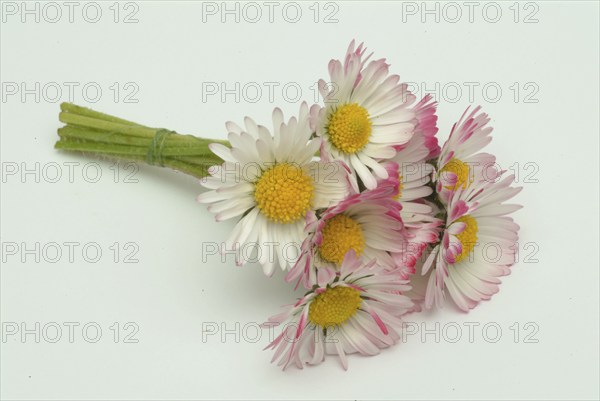 Common daisy, medicinal plant, daisy flowers (Bellis perennis) are used in folk medicine as a