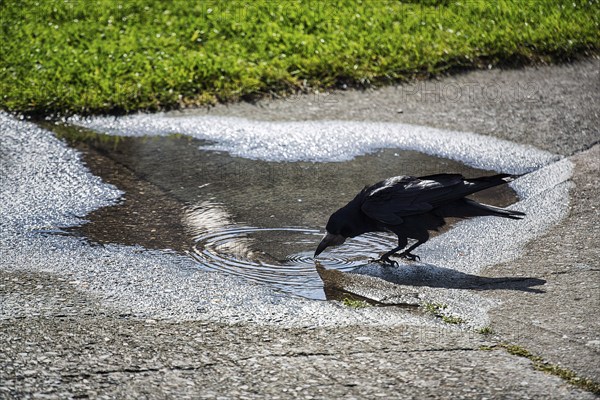 Rook (Corvus frugilegus) drinking water from a rain puddle, Ireland, Europe