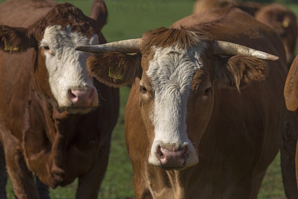 Buntscheck cows on pasture, Franconia, Bavaria, Germany, Europe