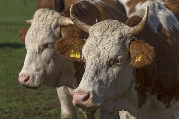 Buntscheck cattle on the pasture, Franconia, Bavaria, Germany, Europe