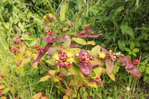 St John's Wort (Hypericum androsaemum L.), Glenfalloch Gardens, Dunedin, New Zealand, Oceania