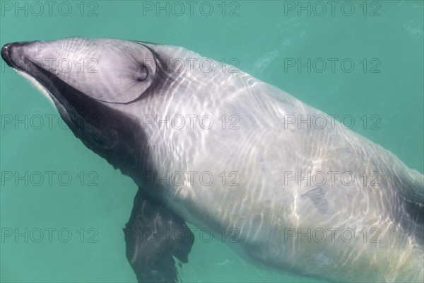 Hector-Delphin (Cephalorhychus hectori), Bootsfahrt, Akaroa, Banks-Halbinsel, Canterbury,