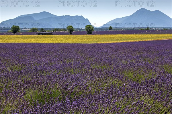 Field with yellow yarrow (Eriophyllum confertiflorum) and true common lavender (Lavandula