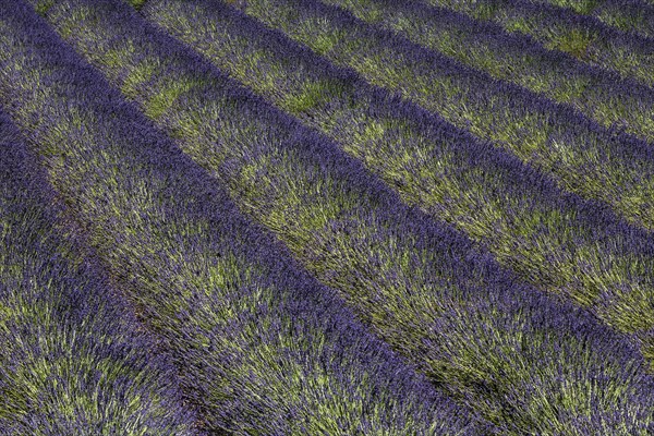 Lavender field, flowering true lavender (Lavandula angustifolia), near Puimoisson, Plateau de