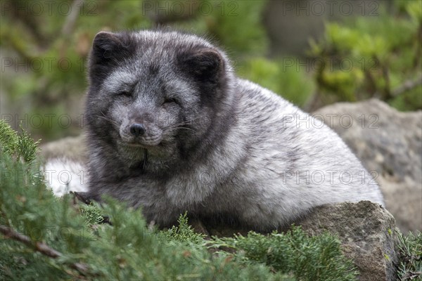 Arctic fox (Vulpes lagobus), captive, Bad Mergentheim Wildlife Park, Baden-Württemberg, Germany,