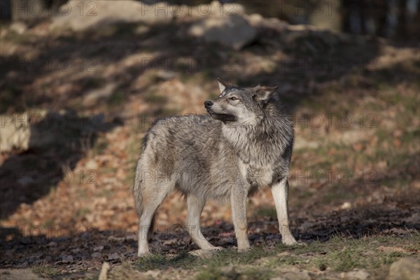 Wolf (Canis lupus), captive, Bad Mergentheim Wildlife Park, Baden-Württemberg, Germany, Europe