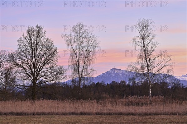 Evening atmosphere in the Reussspitz nature reserve behind the Rigi, Hünenberg, Canton Zug,