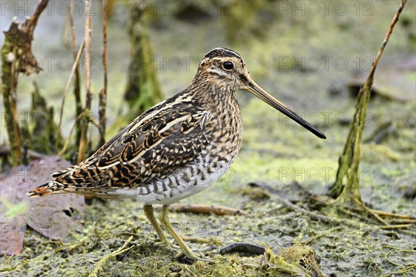Common snipe (Gallinago gallinago), Switzerland, Europe