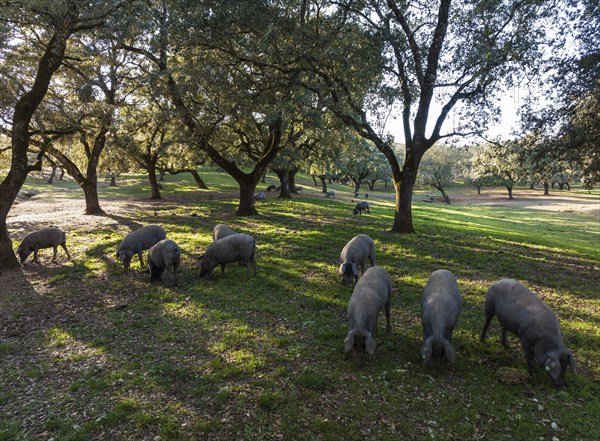 Grazing pigs and holm oaks (Quercus ilex) in the Sierra de Aracena, aerial view, drone shot, Huelva