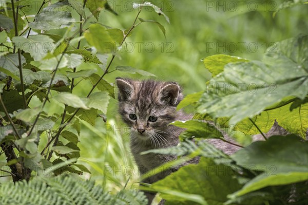 Hidden young European wildcat (Felis silvestris silvestris), wild cat kitten looking through leaves