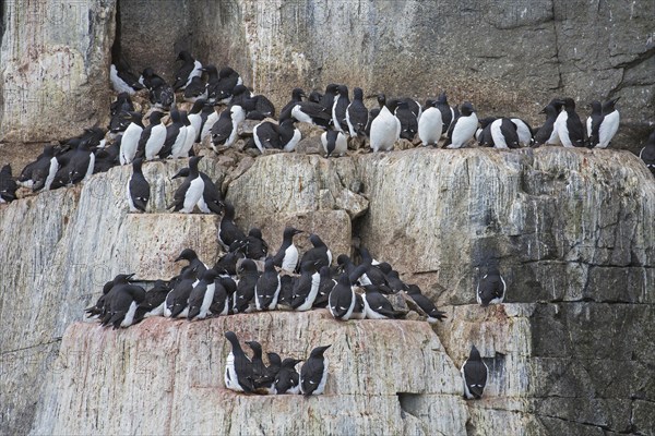 Thick-billed murres (Uria lomvia), Brünnich's guillemots on rock ledge in sea cliff in seabird